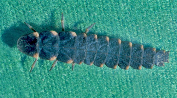 Lampyris noctiluca larva